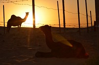 Camel in desert, sunset. Free public domain CC0 photo.