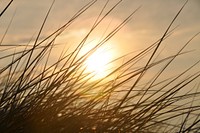 Sunrise over grass. Free public domain CC0 photo.