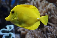 Yellow tang fish close up. Free public domain CC0 image.