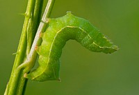Caterpillar. Free public domain CC0 image.