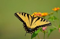 Butterfly on flower. Free public domain CC0 photo.