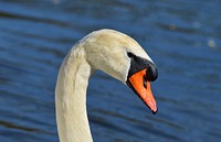 White swan head close up. Free public domain CC0 photo.