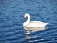 Swimming white swan close up. Free public domain CC0 photo.