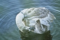 Cute sleeping swan close up. Free public domain CC0 photo.