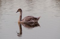 Young swan cygnet close up. Free public domain CC0 photo.