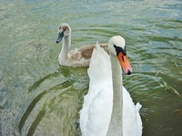 White swan with baby swan. Free public domain CC0 photo.