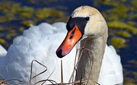 White swan face close up. Free public domain CC0 photo.