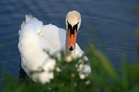 White swan swimming alone. Free public domain CC0 photo.