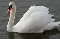 White swan swimming alone. Free public domain CC0 photo.