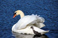 White swan swimming alone. Free public domain CC0 photo.