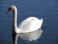 Beautiful white swan swimming alone. Free public domain CC0 photo.