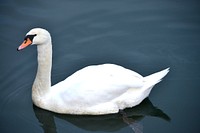 Swimming white swan close up. Free public domain CC0 photo.