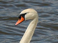 White swan face close up. Free public domain CC0 photo.