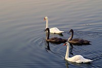 White and black swans swimming. Free public domain CC0 photo.