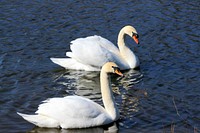 Two white swans swimming together. Free public domain CC0 photo.