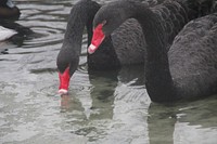 Black swans in the water. Free public domain CC0 photo.