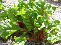 Agricultural vegetable garden. Free public domain CC0 photo.