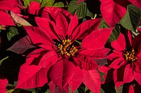 Poinsettia background. Free public domain CC0 photo.