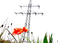 Red poppy field. Free public domain CC0 photo.