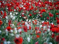 Red poppy field. Free public domain CC0 photo.