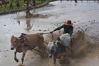 Plough racing with cows, animal photography. Free public domain CC0 image.