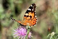 Butterfly on flower. Free public domain CC0 photo.