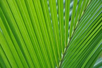 Botanical leaves, nature. Free public domain CC0 photo