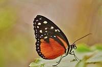 Butterfly in nature. Free public domain CC0 photo.