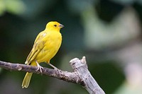 Yellow saffron finch bird. Free public domain CC0 image.