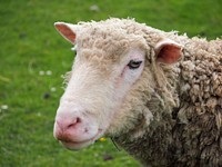 Close up sheep head. Free public domain CC0 photo.