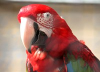 Cute Macaw bird, close up. Free public domain CC0 image.