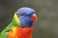 Rainbow lorikeet parrot photo. Free public domain CC0 image.