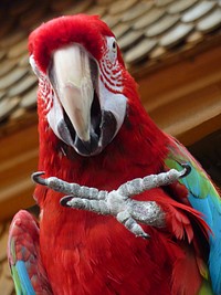 Macaw bird, close up. Free public domain CC0 image.