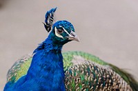 Male peacock bird photo. Free public domain CC0 image.