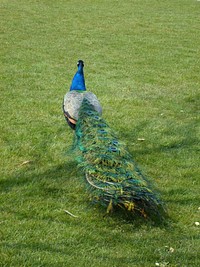 Beautiful peacock bird photo. Free public domain CC0 image.