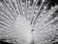 White peacock, bw backgroud. Free public domain CC0 image.
