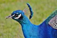 Peacock head, close up. Free public domain CC0 image.