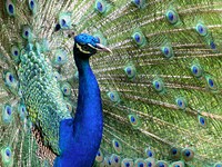 Peacock bird, animal photography. Free public domain CC0 image.