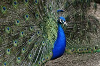 Beautiful peacock feather background. Free public domain CC0 image.