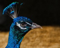 Peacock head, close up. Free public domain CC0 image.