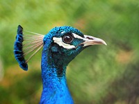 Peacock head, close up. Free public domain CC0 image.