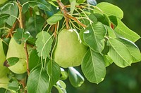 Green pears growing on tree. Free public domain CC0 image. 