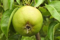 Closeup on green apple plant. Free public domain CC0 image.