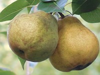 Green pears growing on tree. Free public domain CC0 image. 