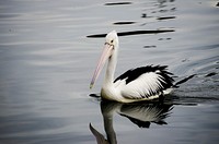 Pelican bird, animal image. Free public domain CC0 image.