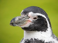 Humboldt face penguin close up. Free public domain CC0 photo.