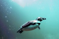 Underwater humboldt penguin close up. Free public domain CC0 photo.