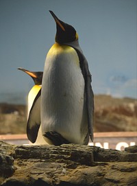 Two king penguins close up. Free public domain CC0 photo.