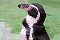 Standing humboldt penguin close up. Free public domain CC0 photo.