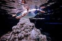 Swimming king penguin close up. Free public domain CC0 photo.